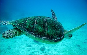 swimming-turtle-3