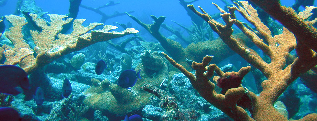 Coral-Reef
