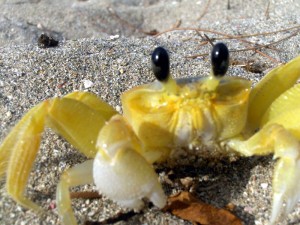 Ghost-crab