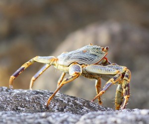 Grapsid-Crab