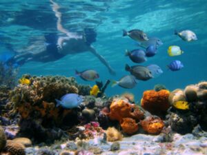 Snorkeler over a coral reef with school of tropical fish in front of him