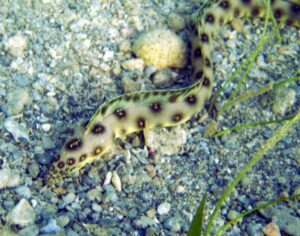 goldspotted-eel