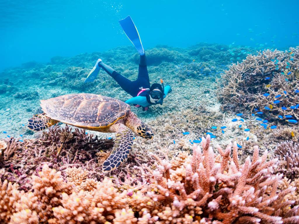 Beautiful Coral Reef, Hawksbill turtle with Diver
