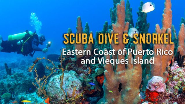 Scuba Dive & Snorkel, Puerto Rico