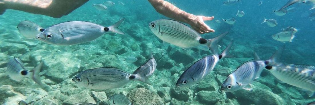 How to Choose Between Vieques or Culebra Snorkeling