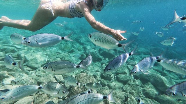 How to Choose Between Vieques or Culebra Snorkeling
