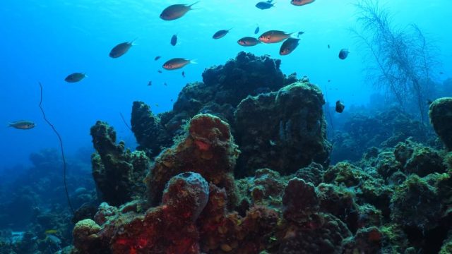 What Is Puerto Rico Known For? Beaches, Culture, and Natural Wonders